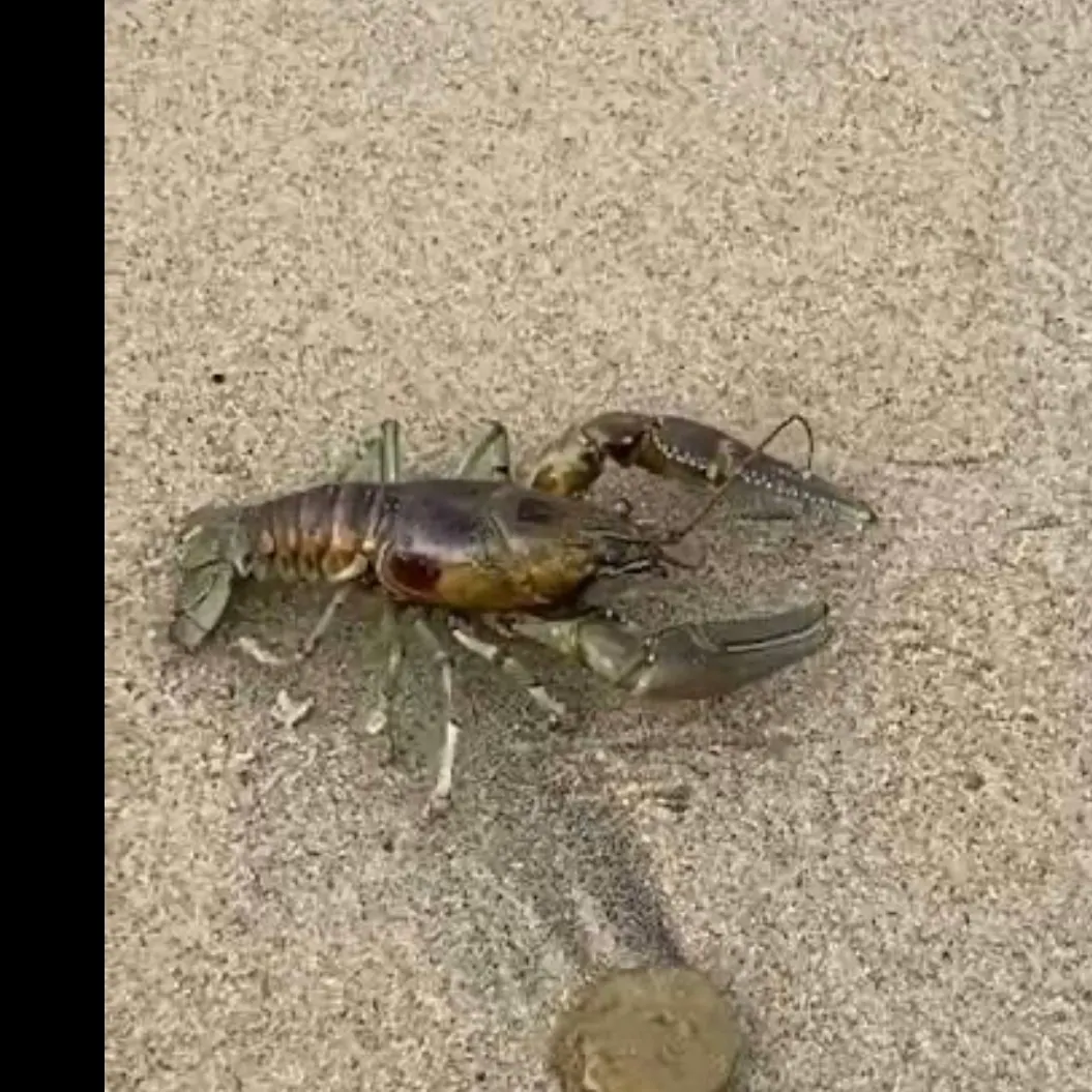 The most recent Rusty crayfish catches on Fishbrain