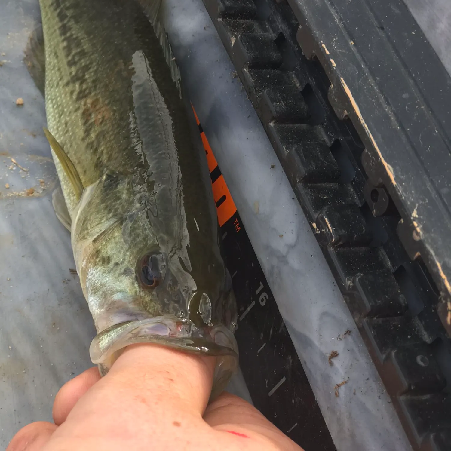 angler catch