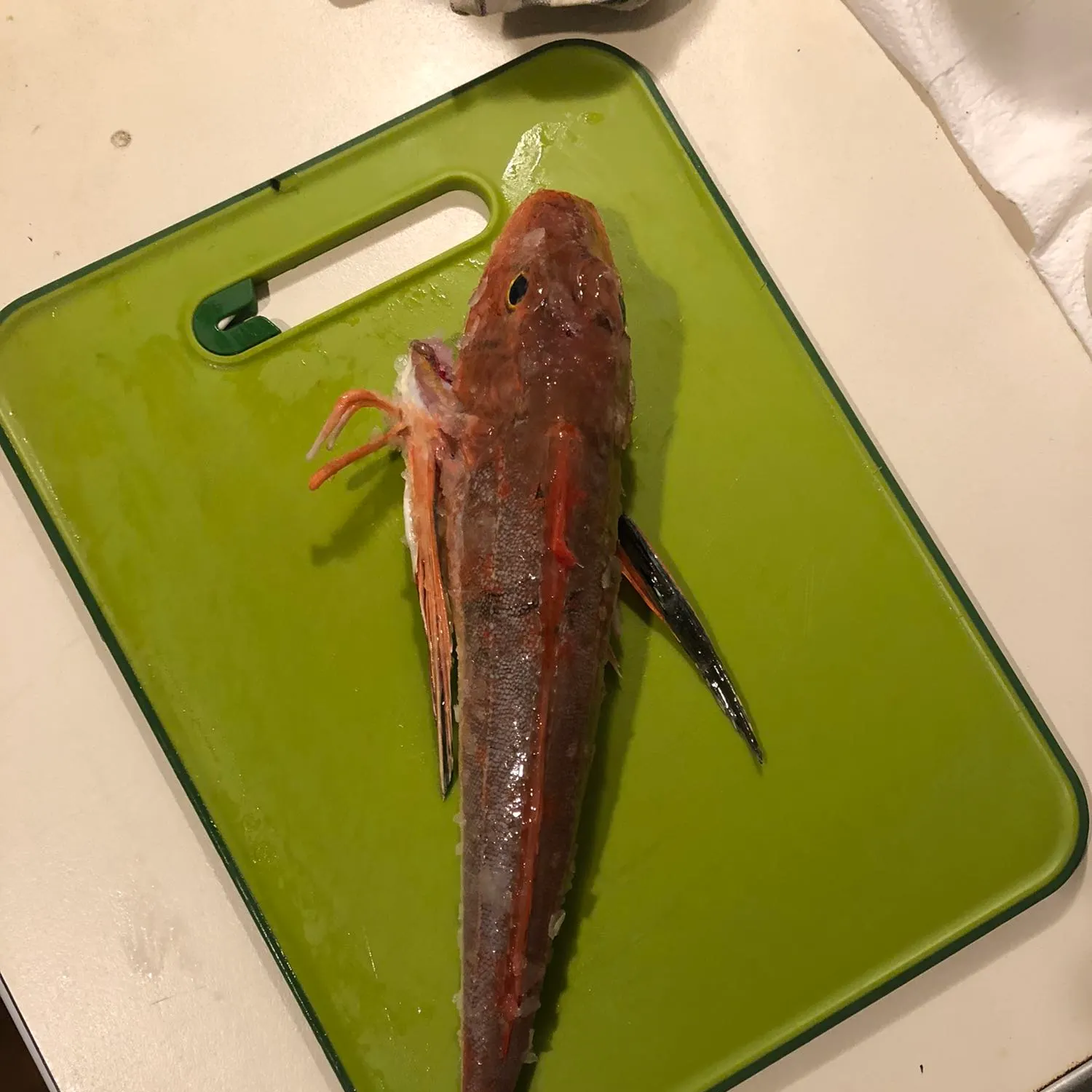 recently logged catches