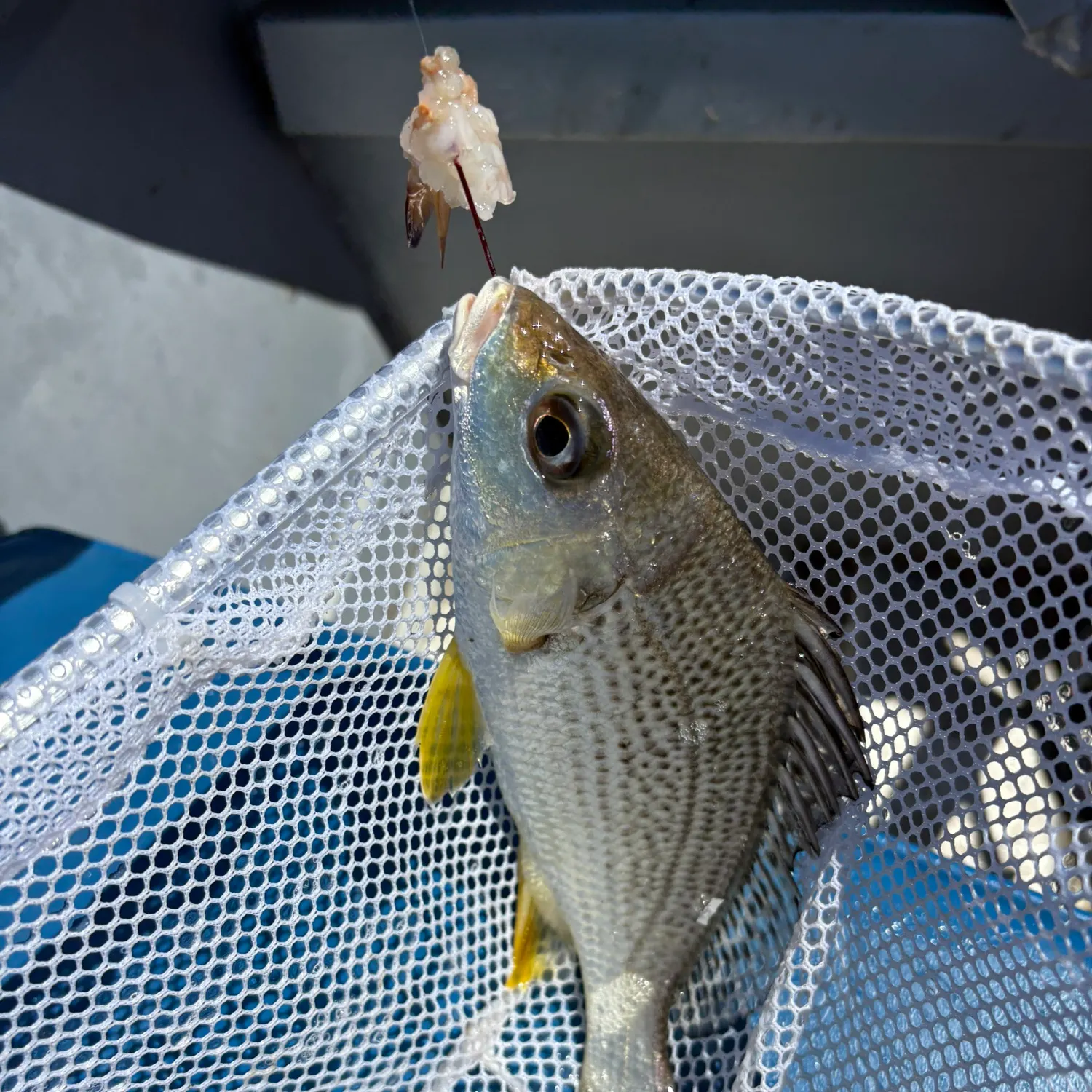 The most recent Silver grunt catches on Fishbrain