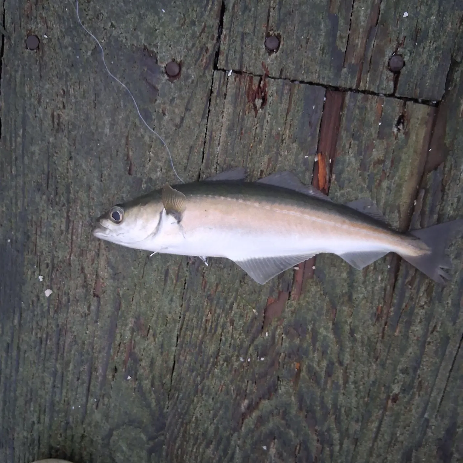 Atlantic pollock caught on Fishbrain