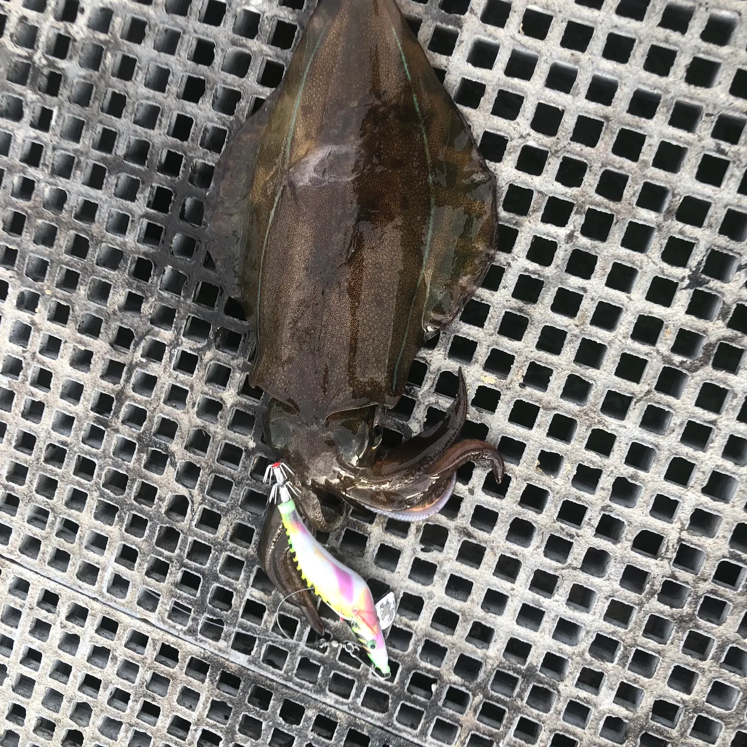 Southern calamari caught on Fishbrain