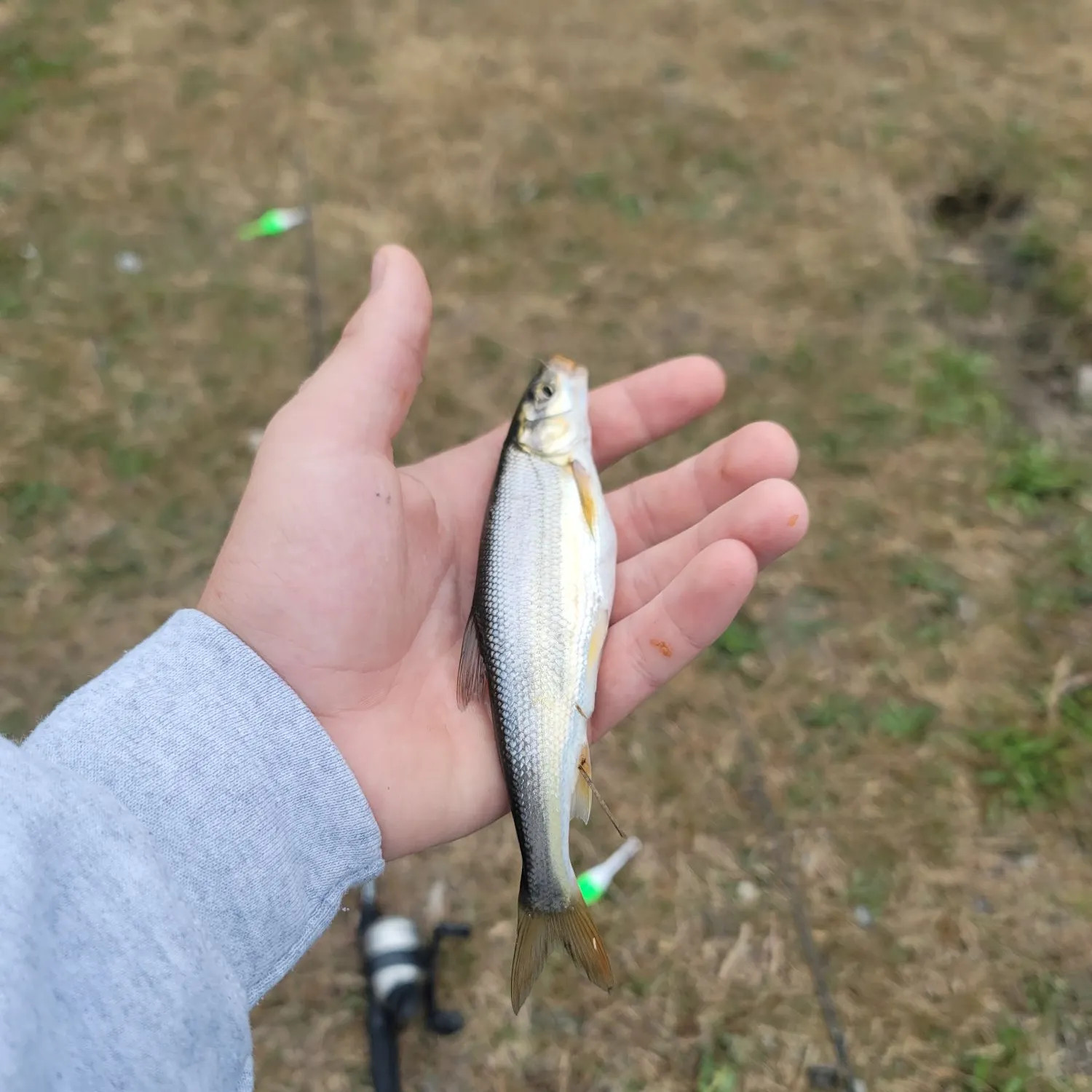 Mountain whitefish caught on Fishbrain
