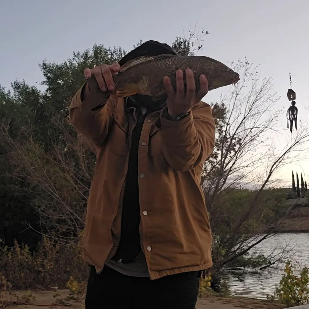 Common carp caught on Fishbrain
