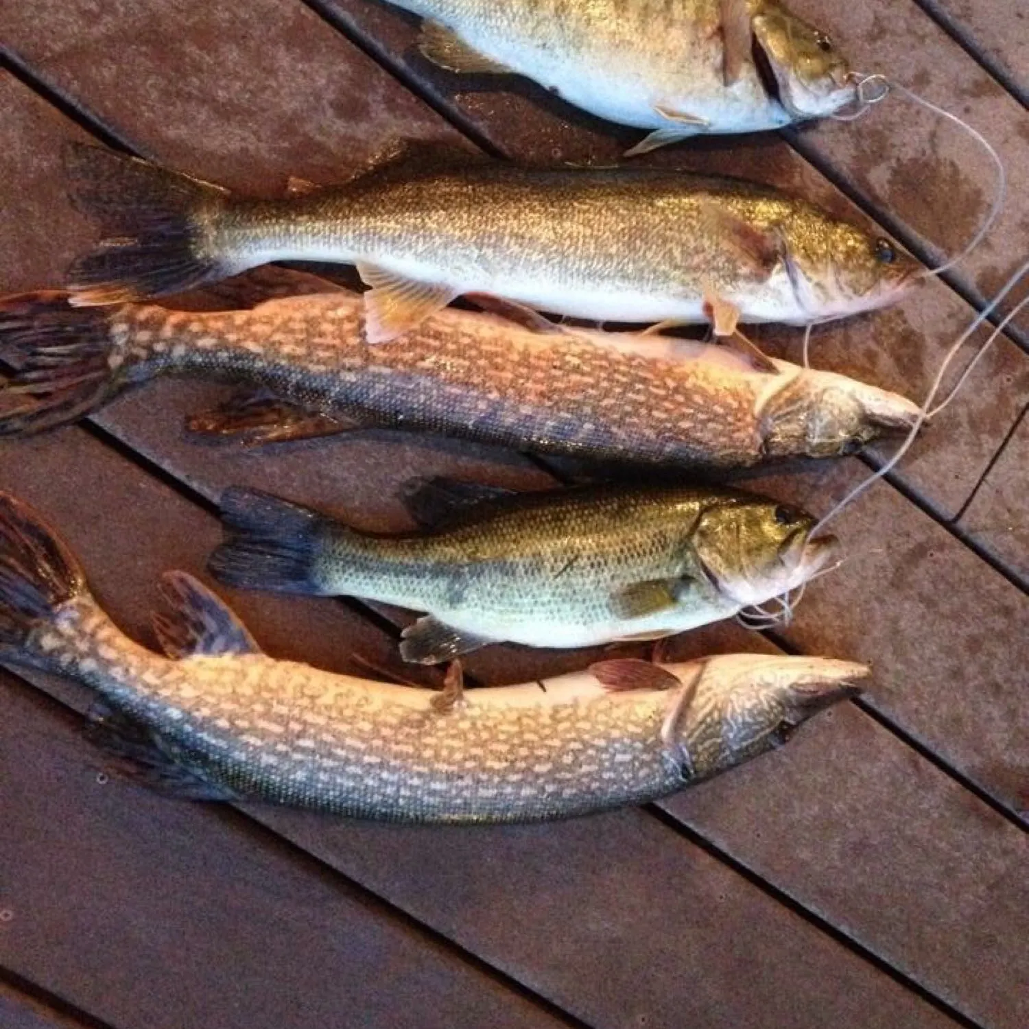 recently logged catches