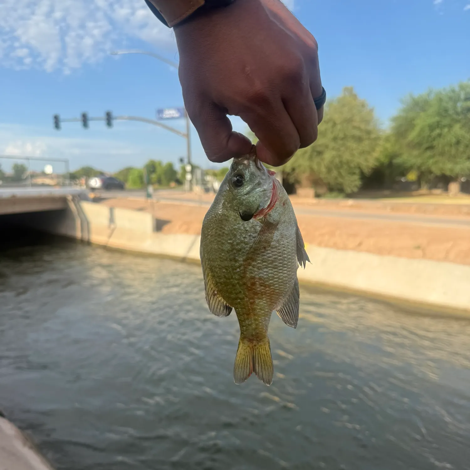 catch