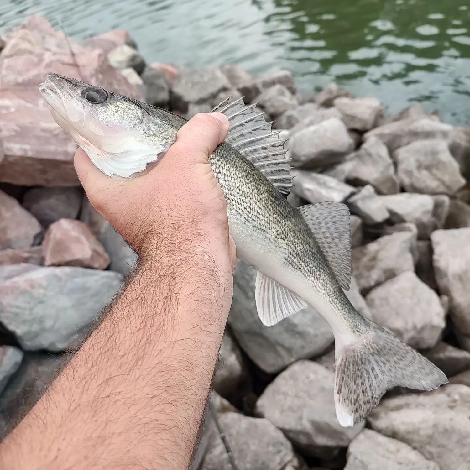 Saugeye caught on Fishbrain