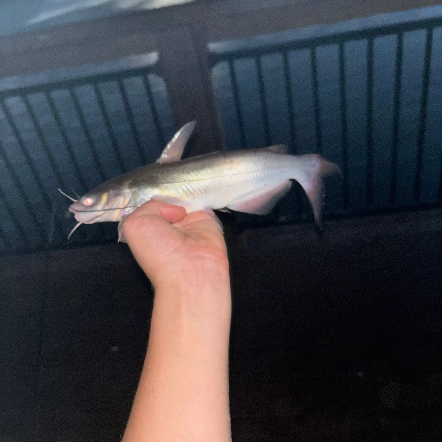 Channel catfish caught on Fishbrain