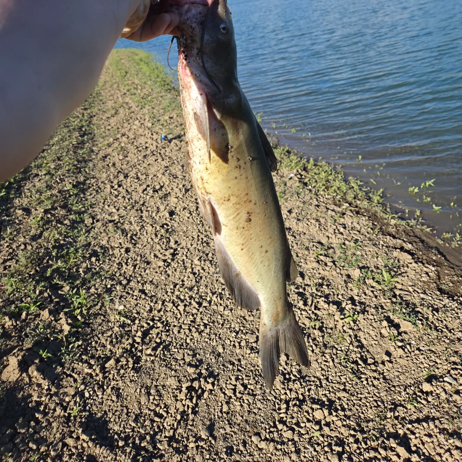 Channel catfish caught on Fishbrain