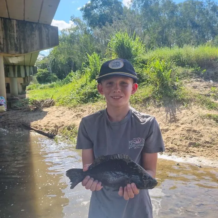 The most recent Sooty grunter catches on Fishbrain