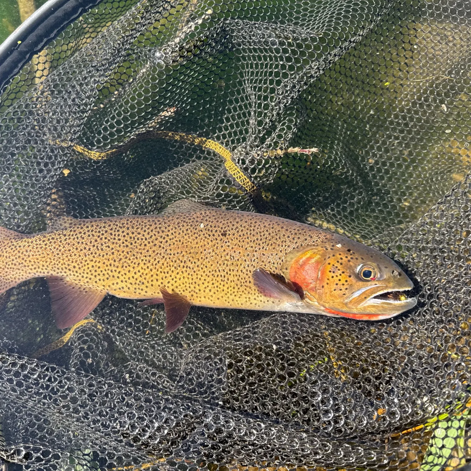 The most recent Snake River fine-spotted cutthroat trout catches on Fishbrain