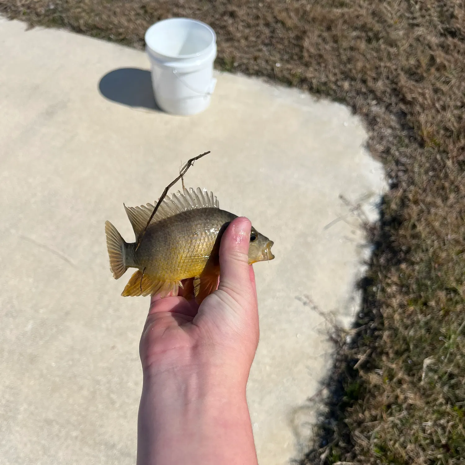 The most recent Mayan cichlid catches on Fishbrain