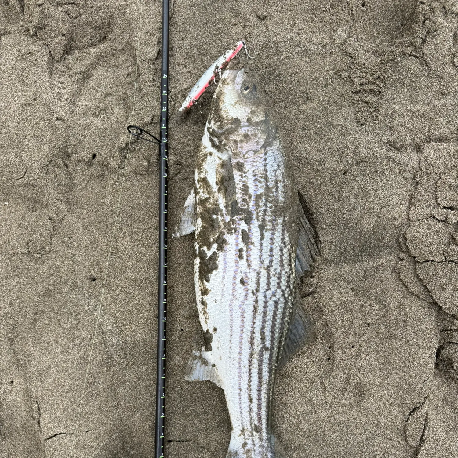 Striped bass caught on Fishbrain