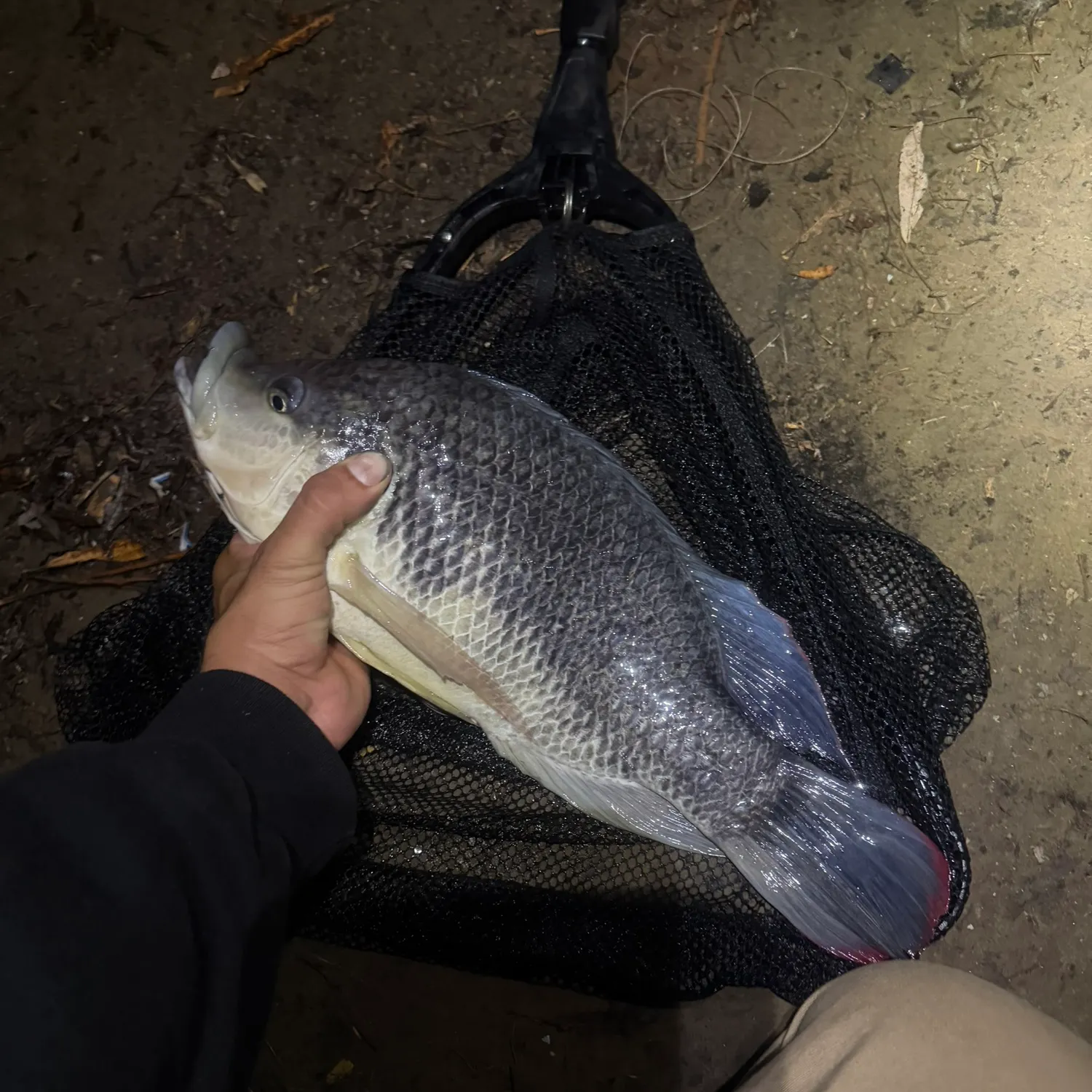 Blue tilapia caught on Fishbrain