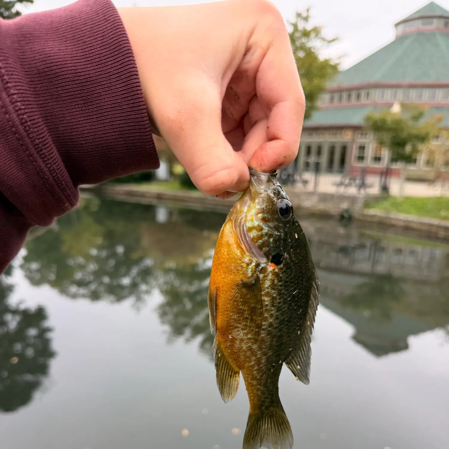 Pumpkinseed caught on Fishbrain