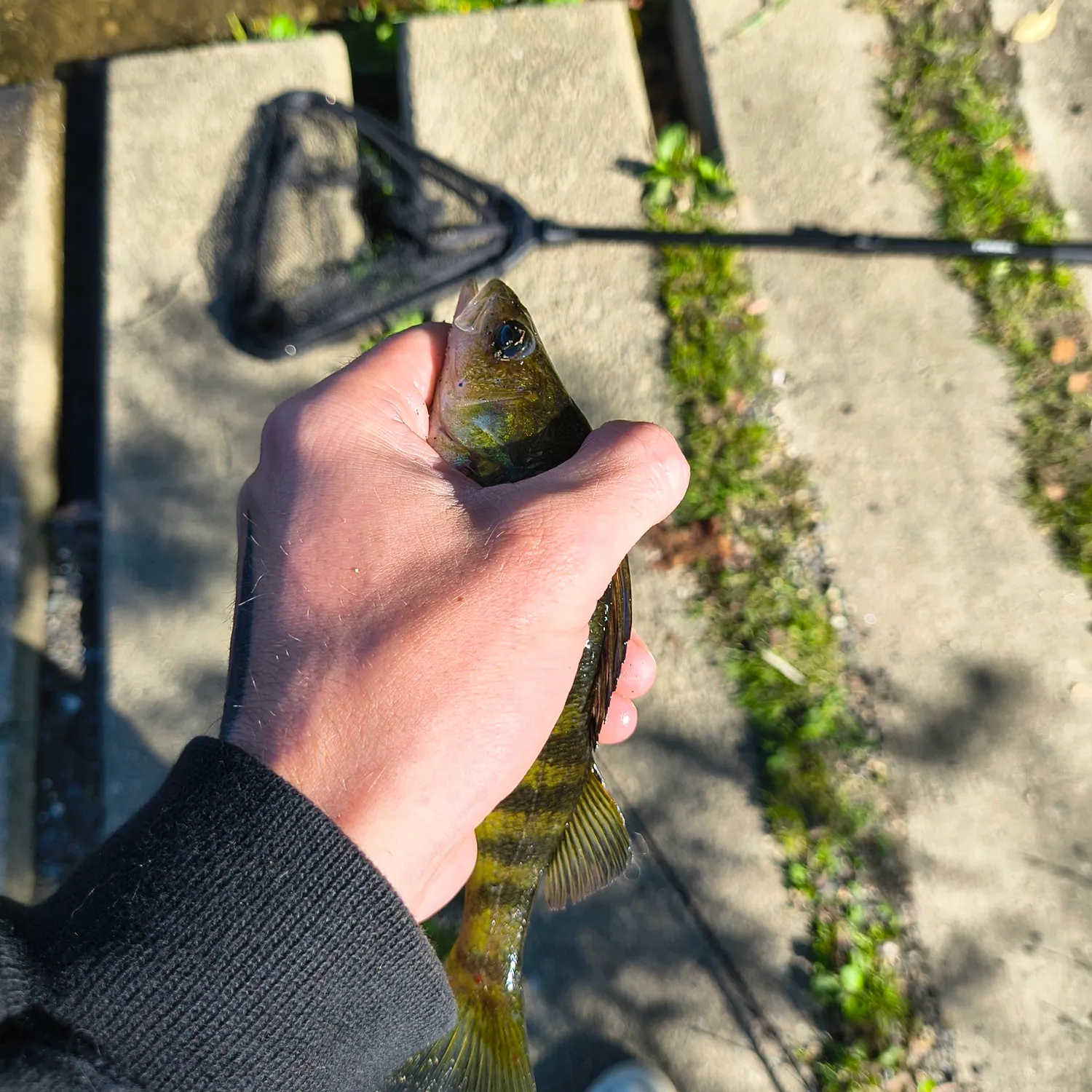 Yellow perch caught on Fishbrain