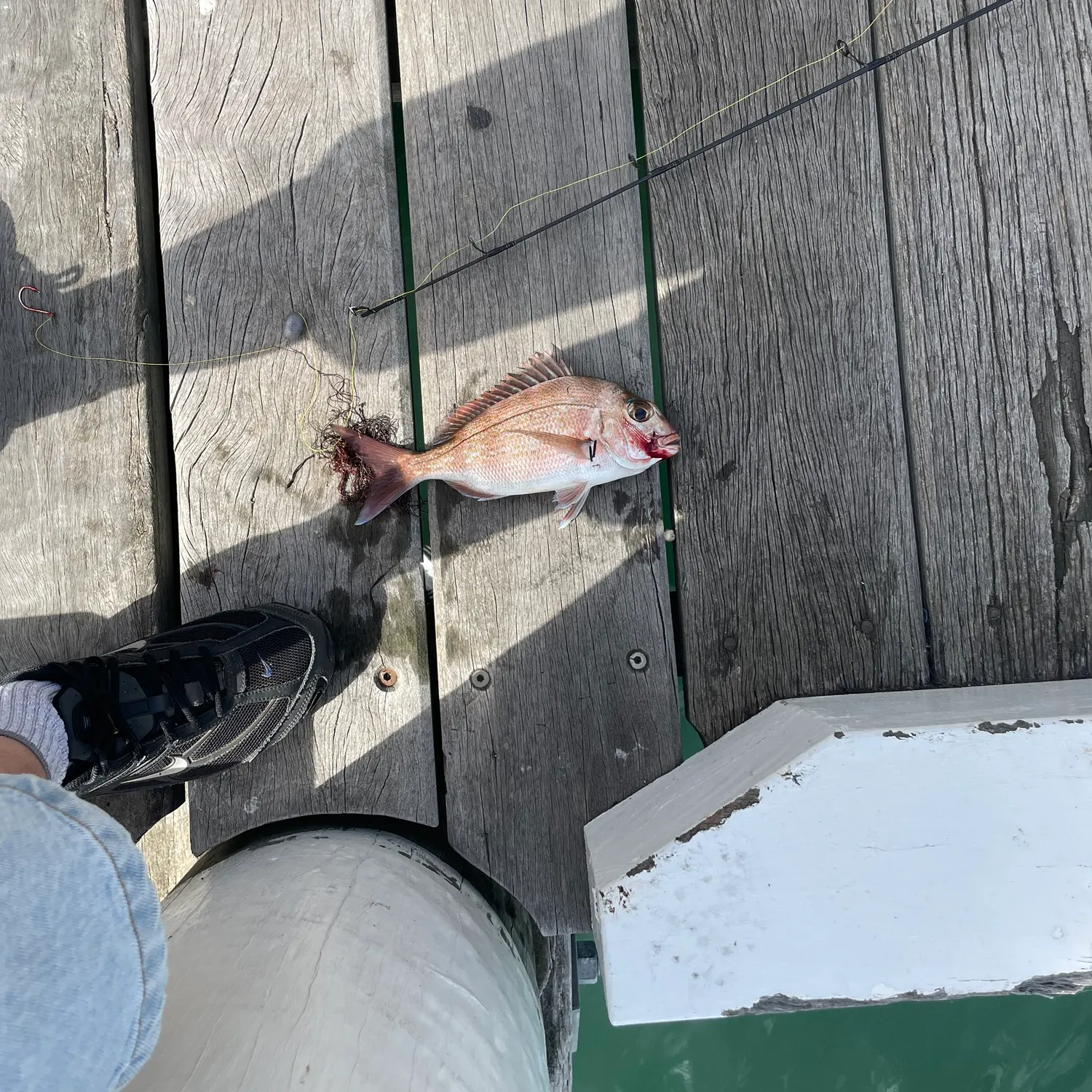 The most recent Australasian snapper catches on Fishbrain