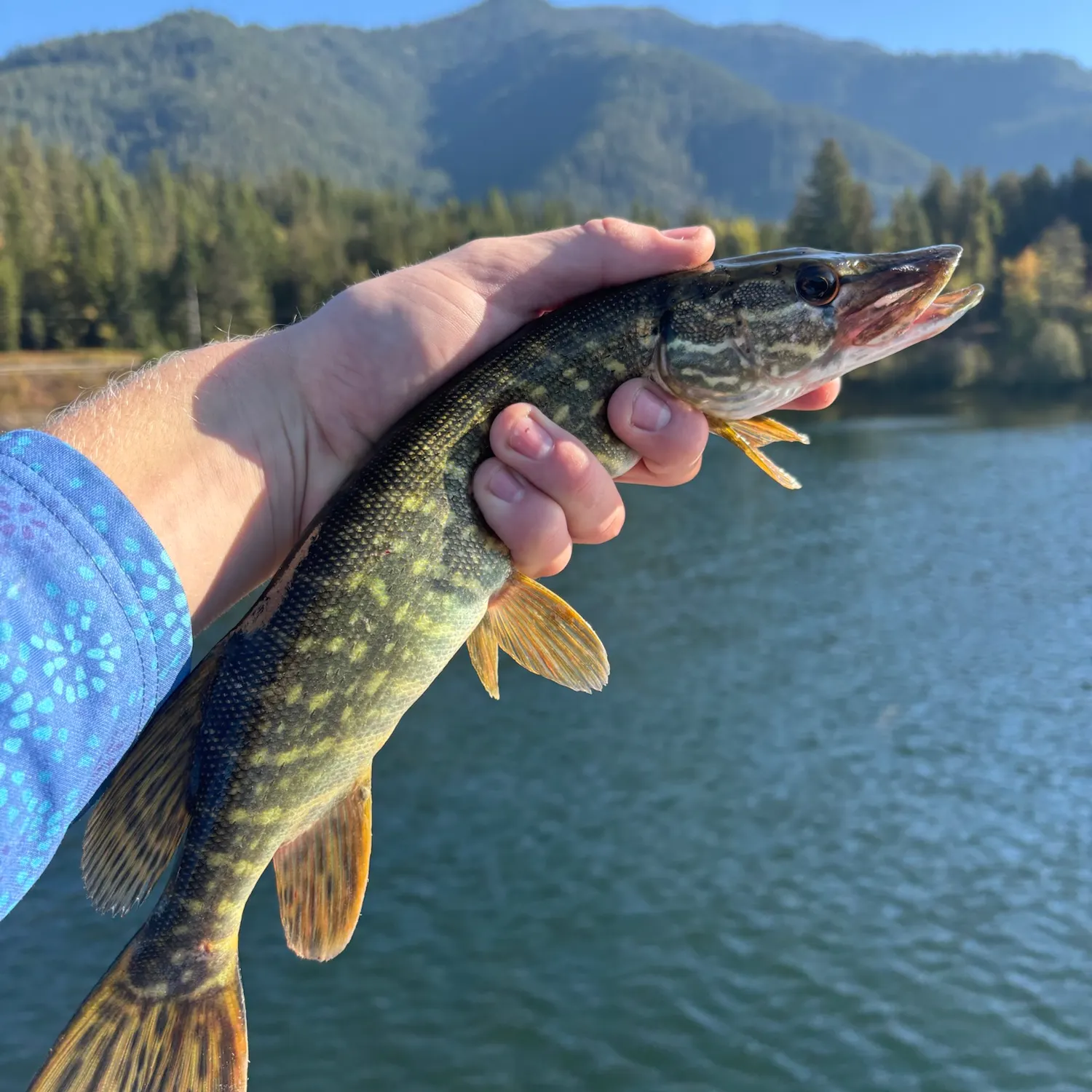 Northern pike caught on Fishbrain