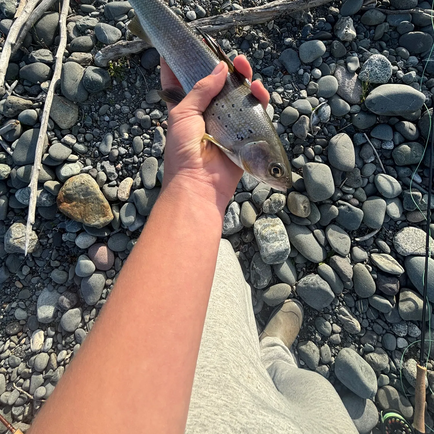 Arctic grayling caught on Fishbrain