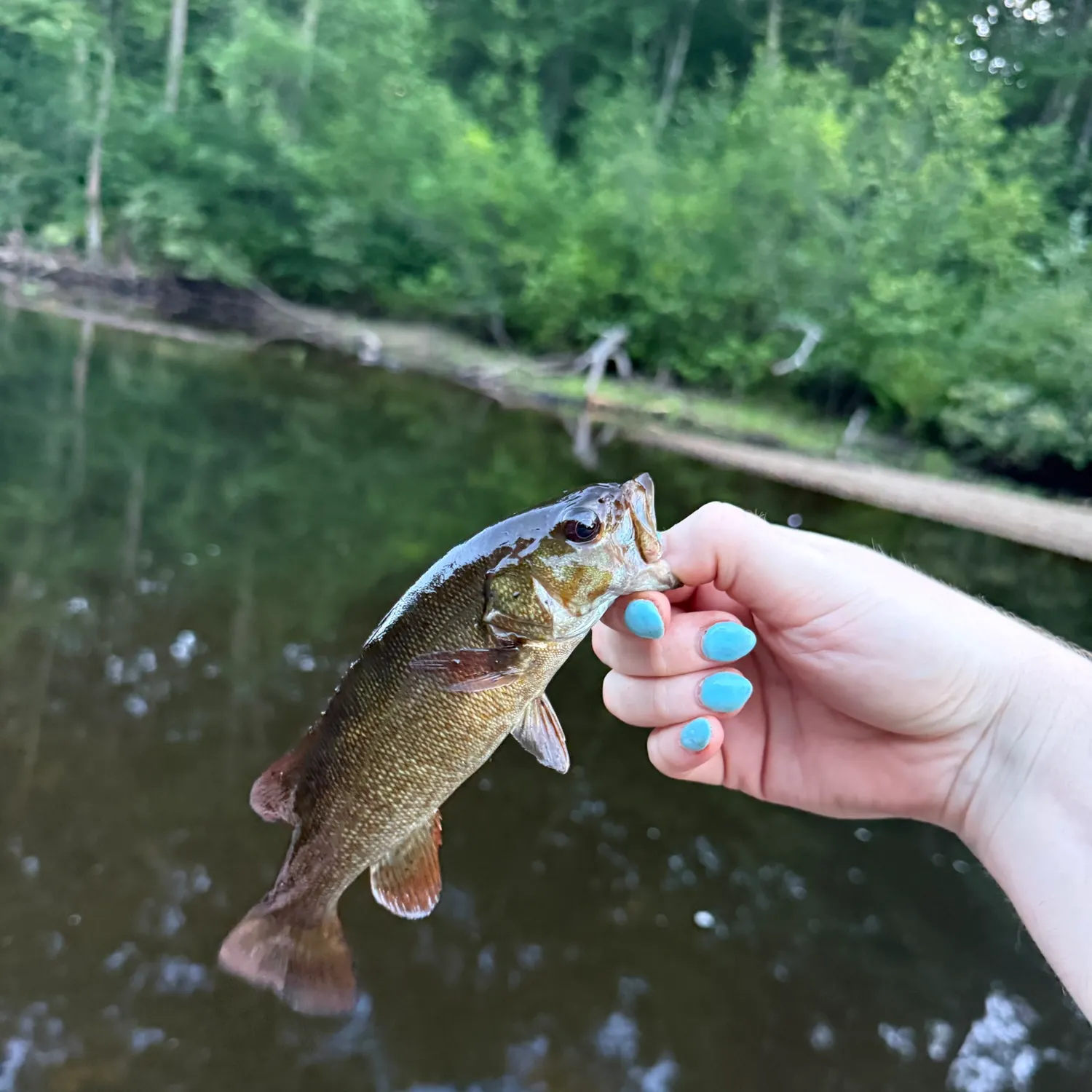Smallmouth bass caught on Fishbrain
