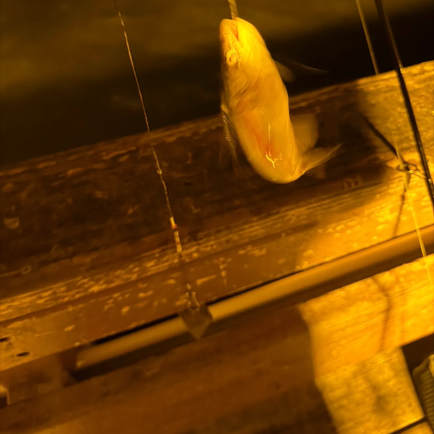 The most recent Hardhead sea catfish catches on Fishbrain