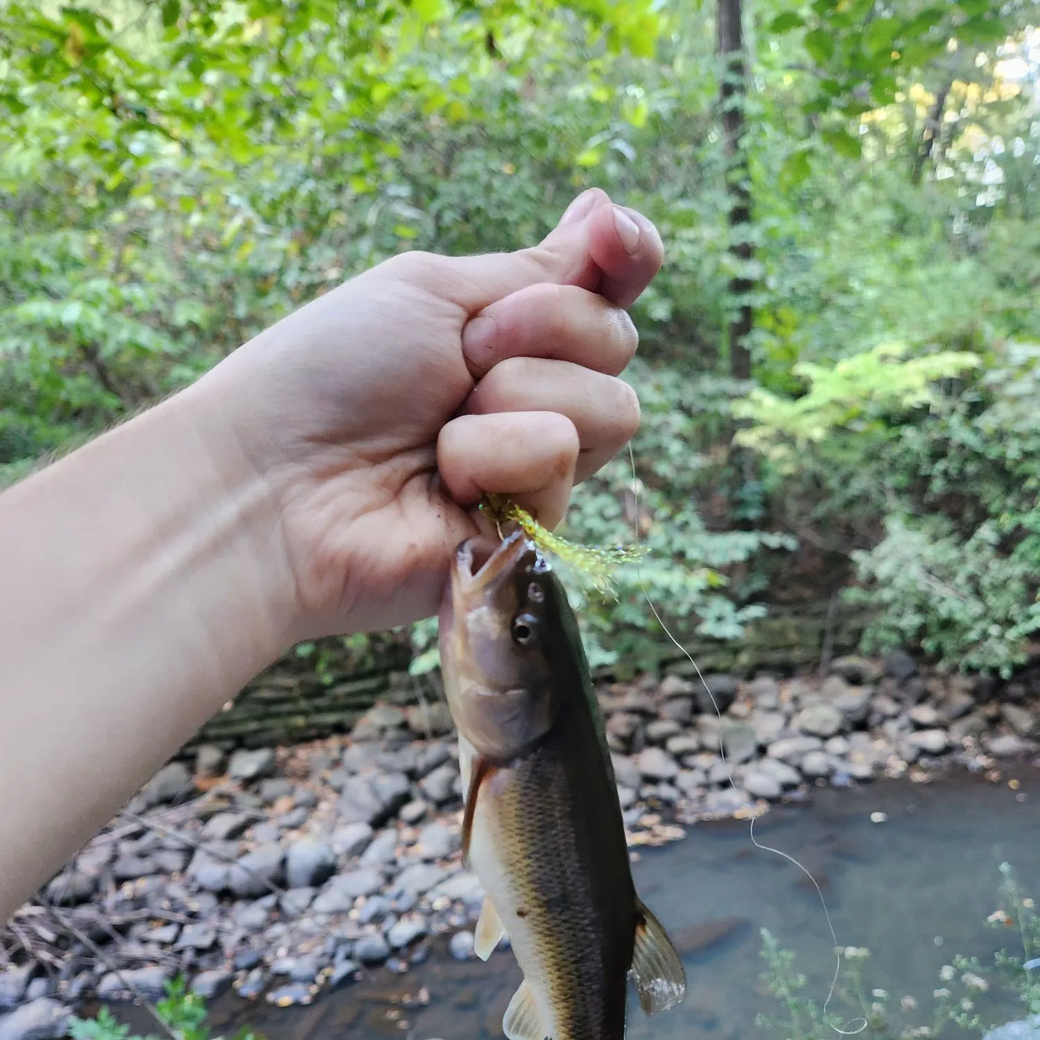 Creek chub caught on Fishbrain