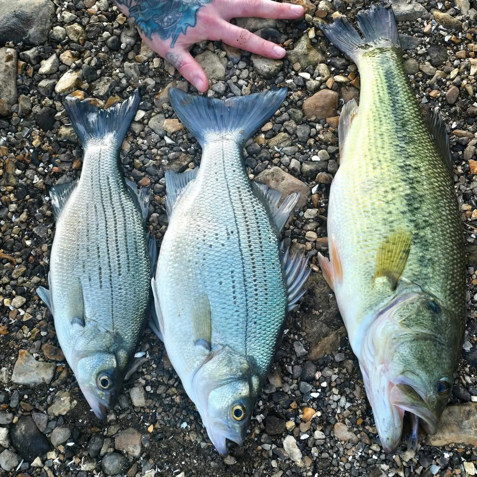 recently logged catches