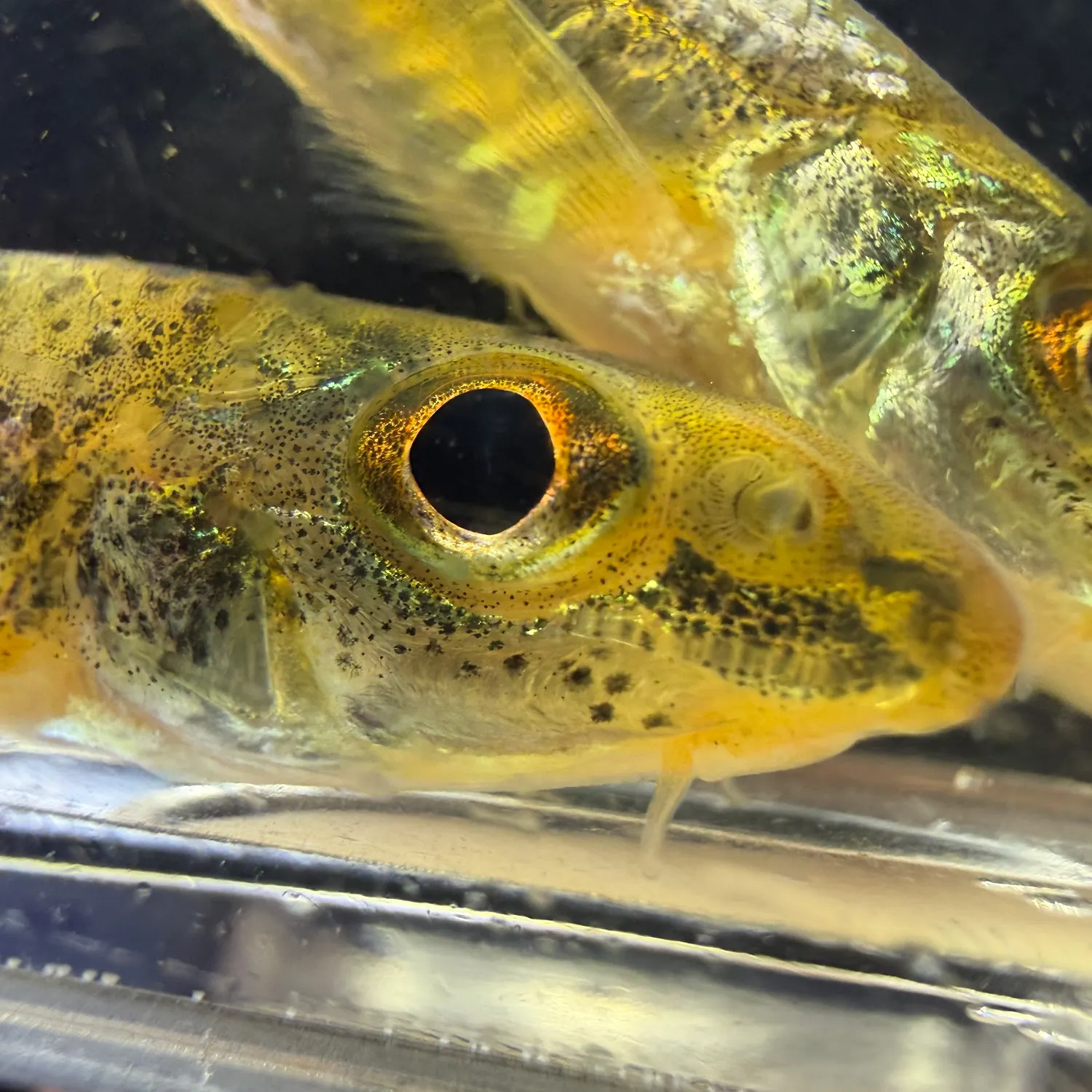 The most recent Mobile logperch catches on Fishbrain