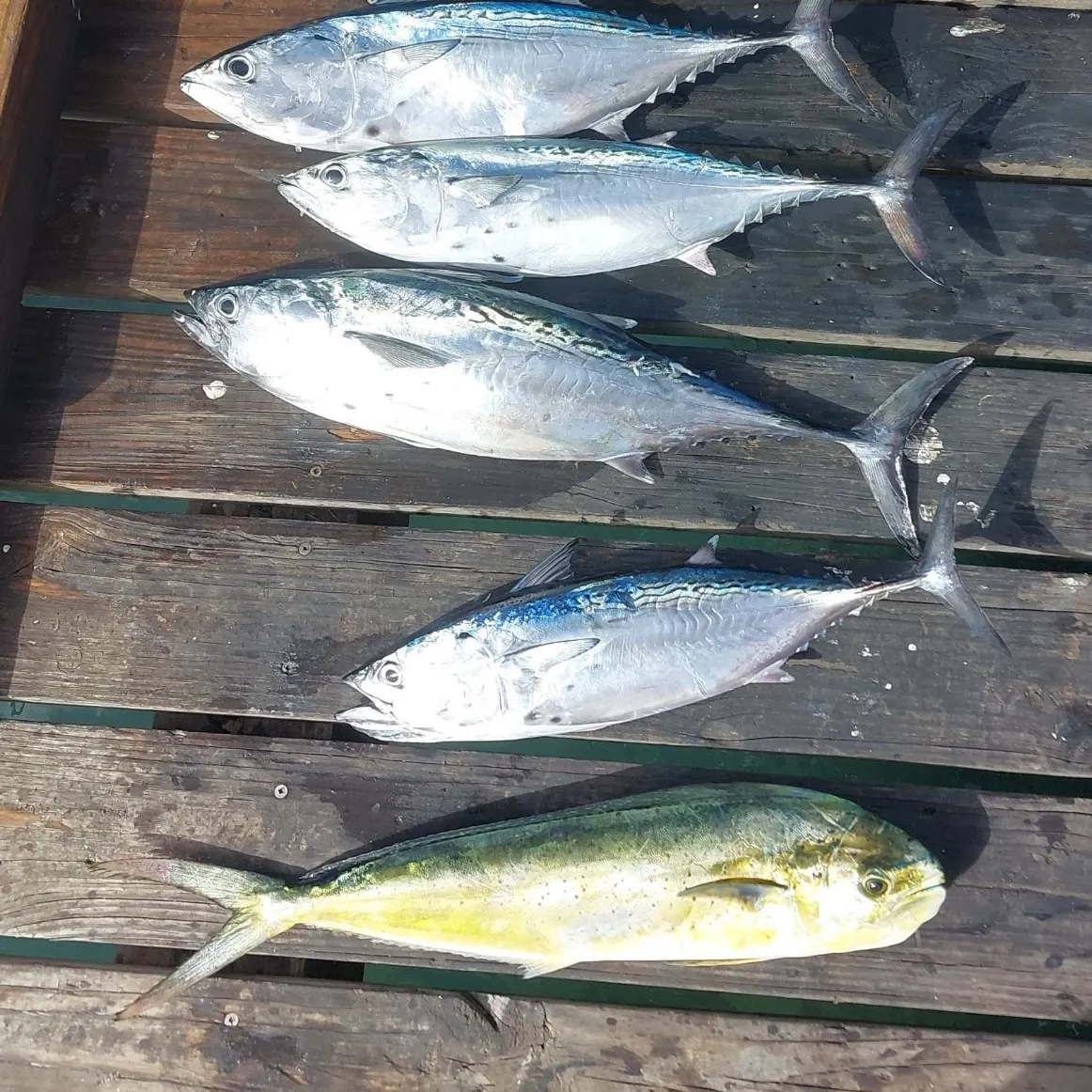 recently logged catches