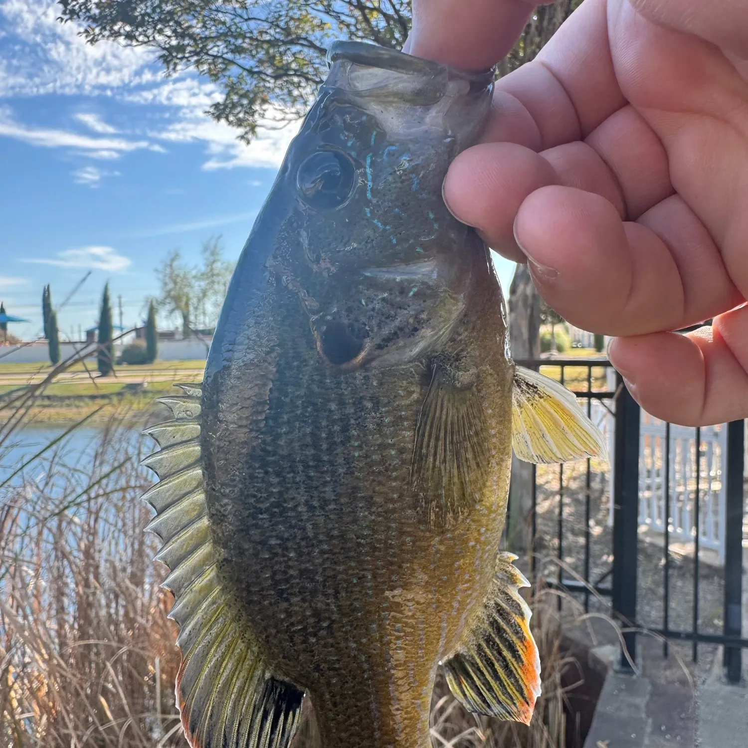 Green sunfish caught on Fishbrain