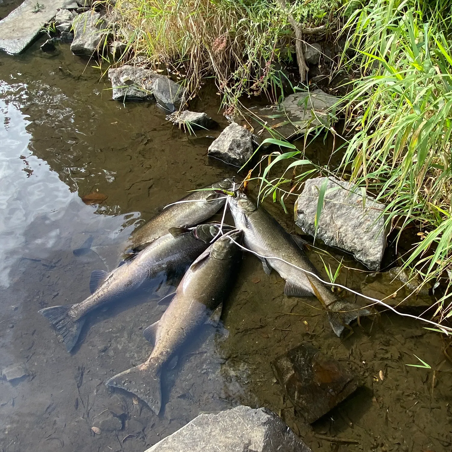 Chinook salmon caught on Fishbrain