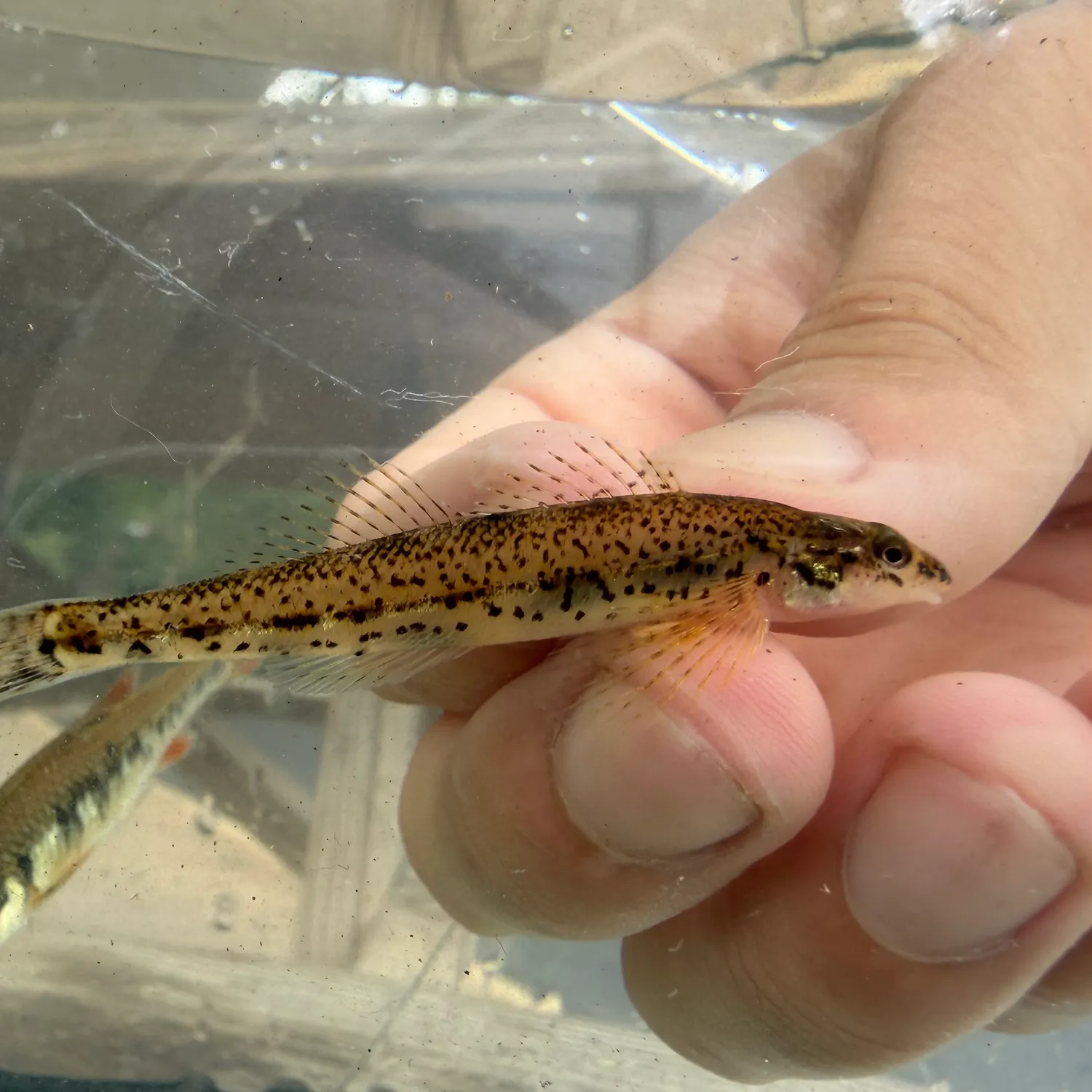 The most recent Glassy darter catches on Fishbrain