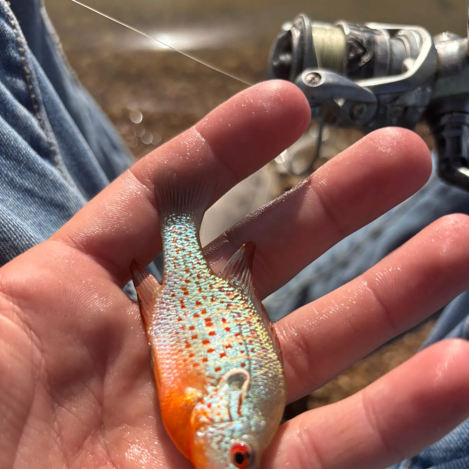 The most recent Orangespotted sunfish catches on Fishbrain