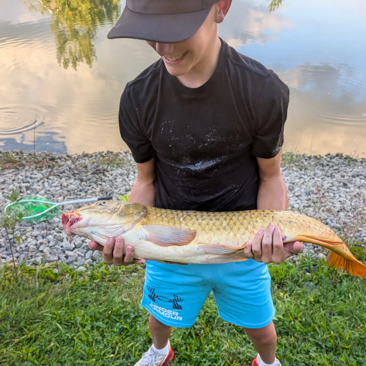 Common carp caught on Fishbrain