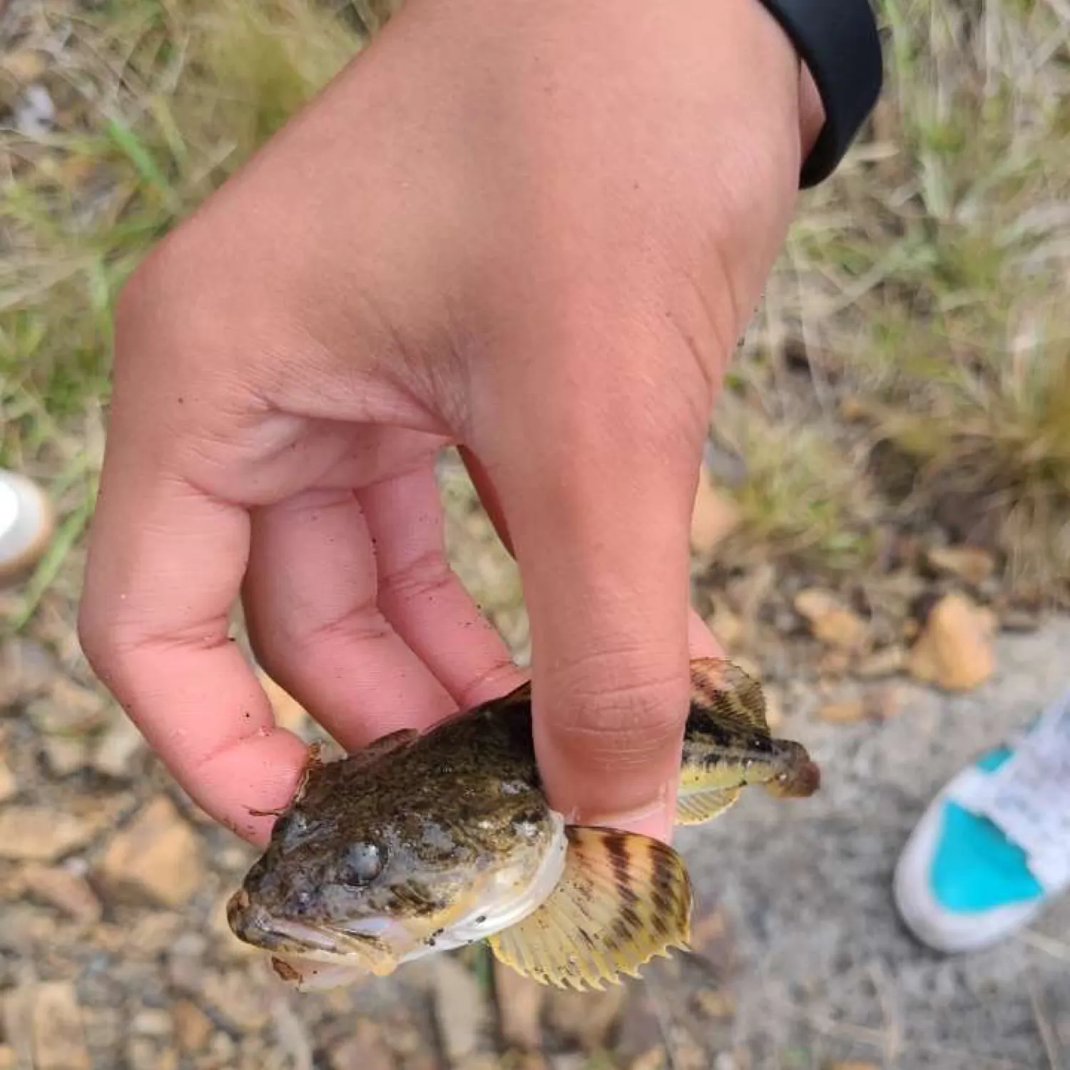 The most recent Tidepool sculpin catches on Fishbrain