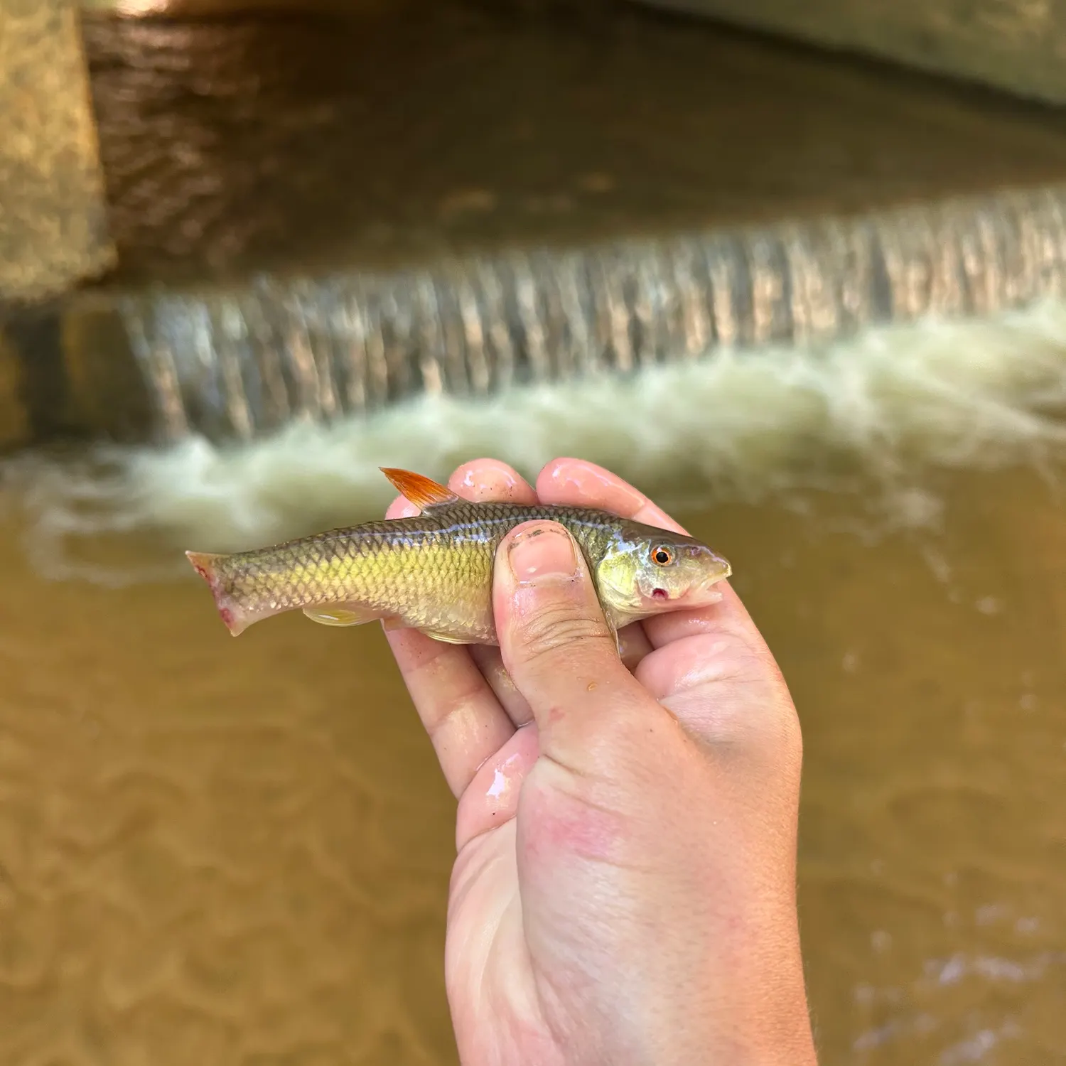 The most recent Redtail chub catches on Fishbrain