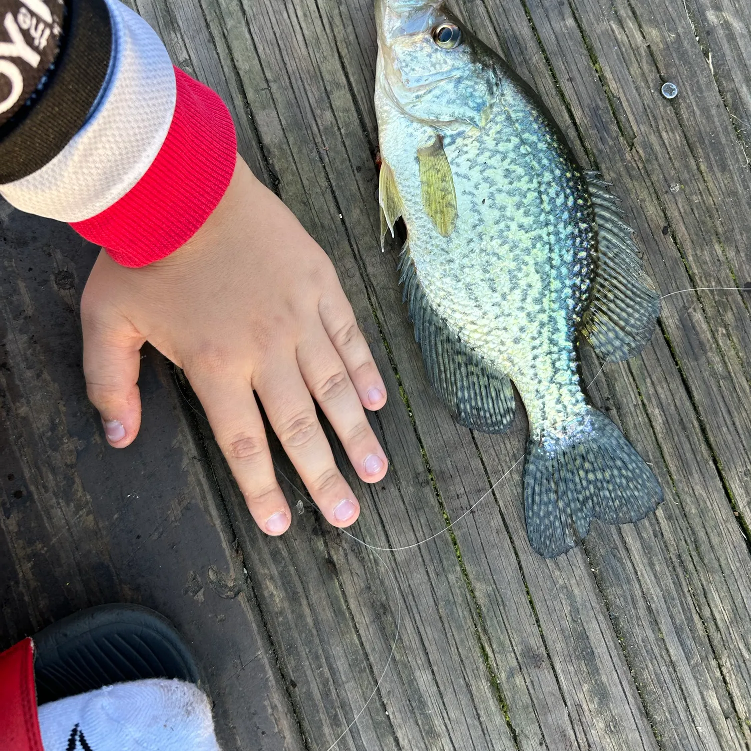 Black crappie caught on Fishbrain