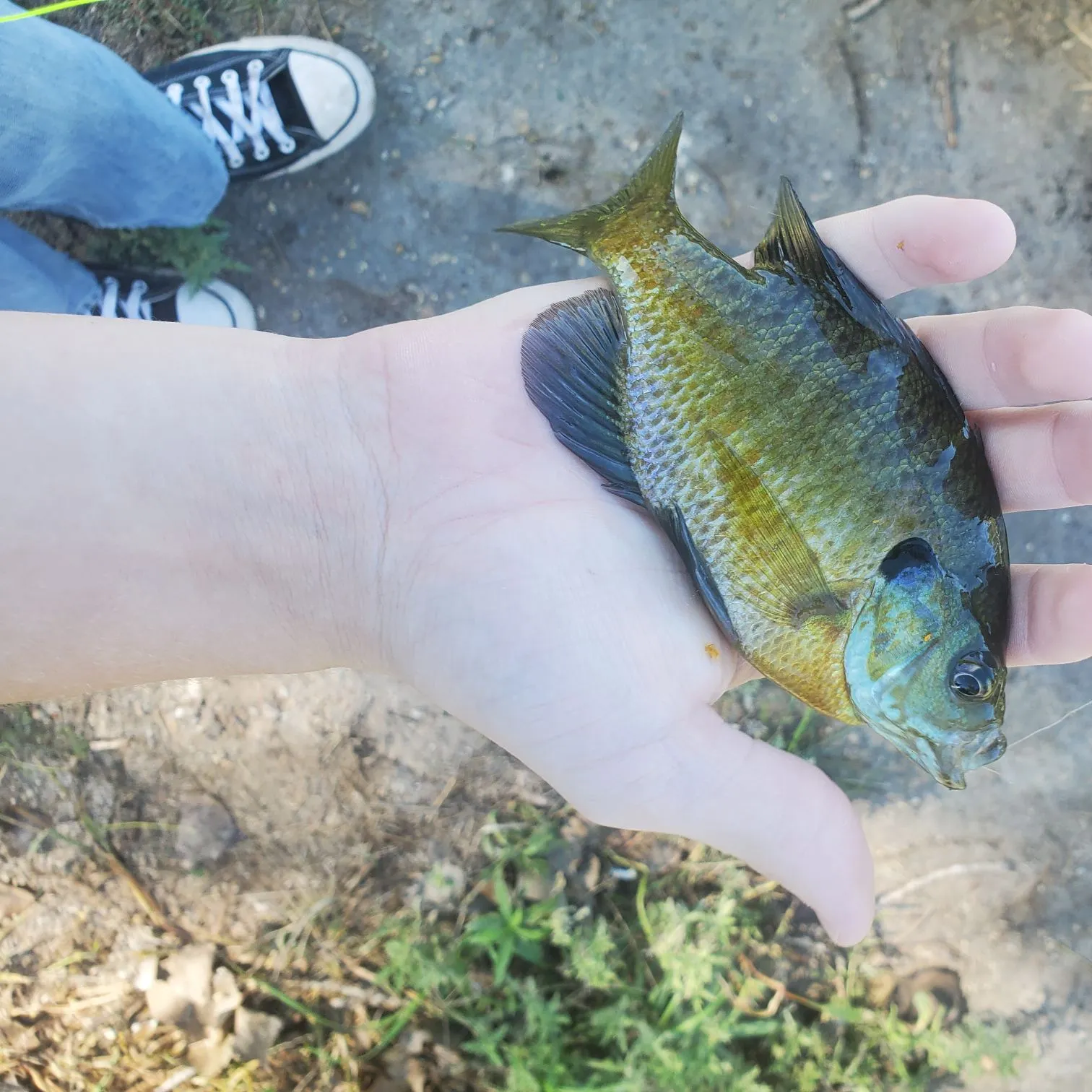 Bluegill caught on Fishbrain