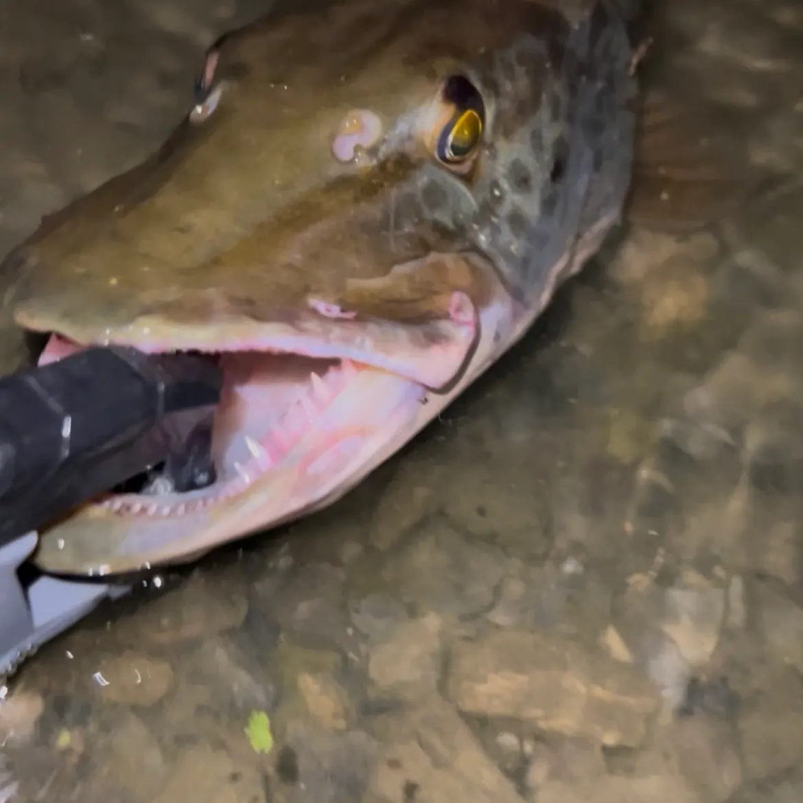 Muskie caught on Fishbrain