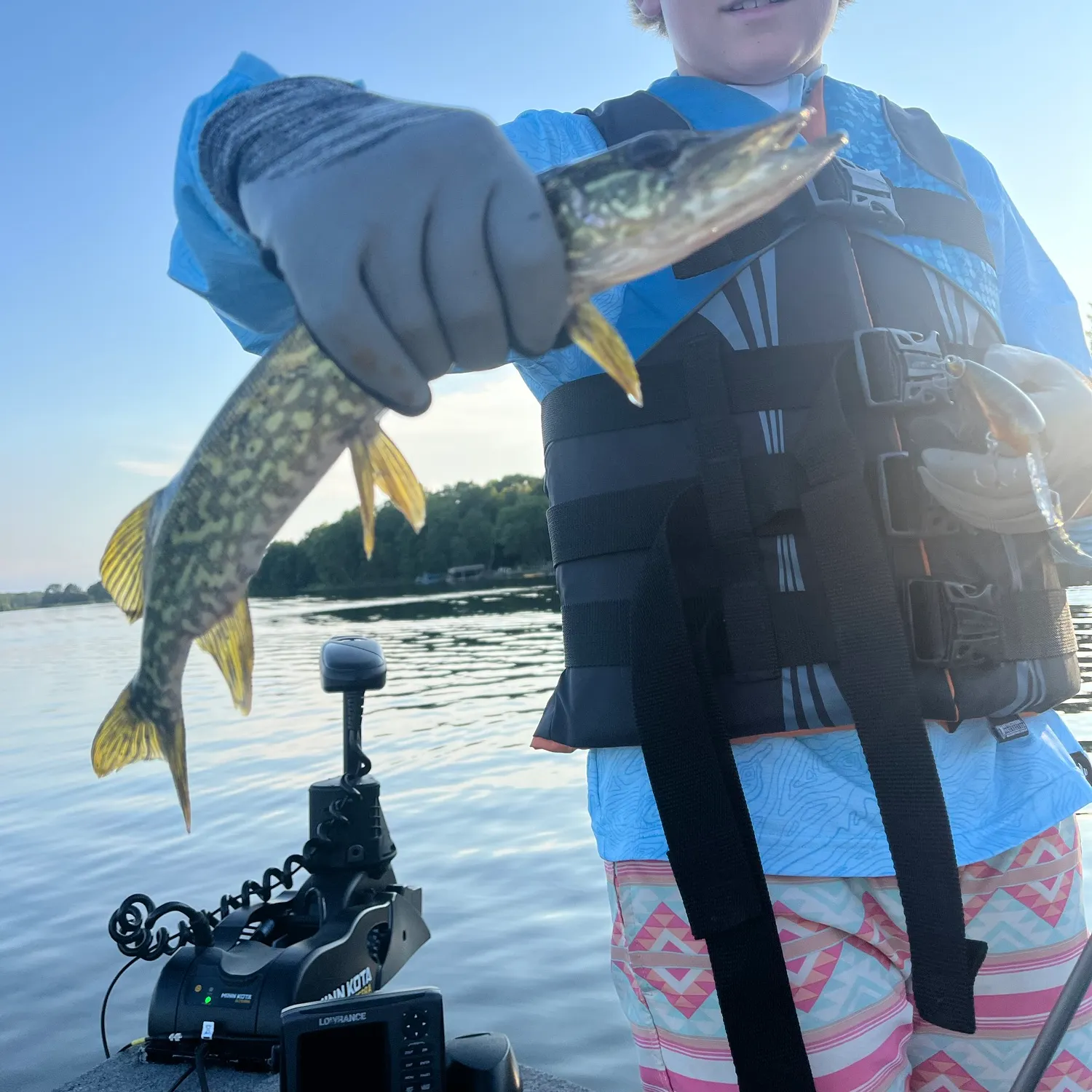 Grass pickerel caught on Fishbrain