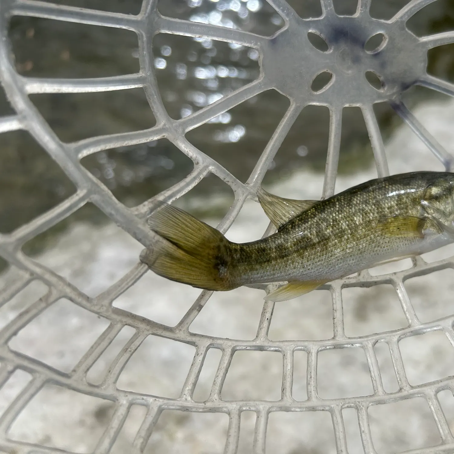 Guadalupe bass caught on Fishbrain