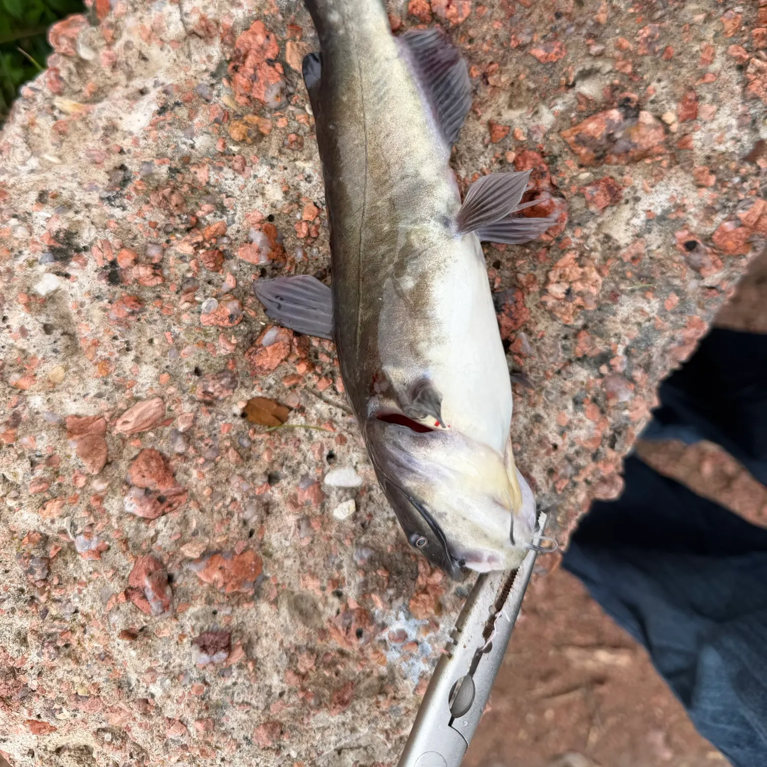 Fish caught on Fishbrain
