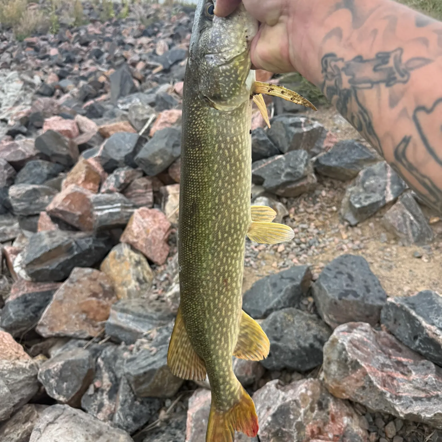 Northern pike caught on Fishbrain