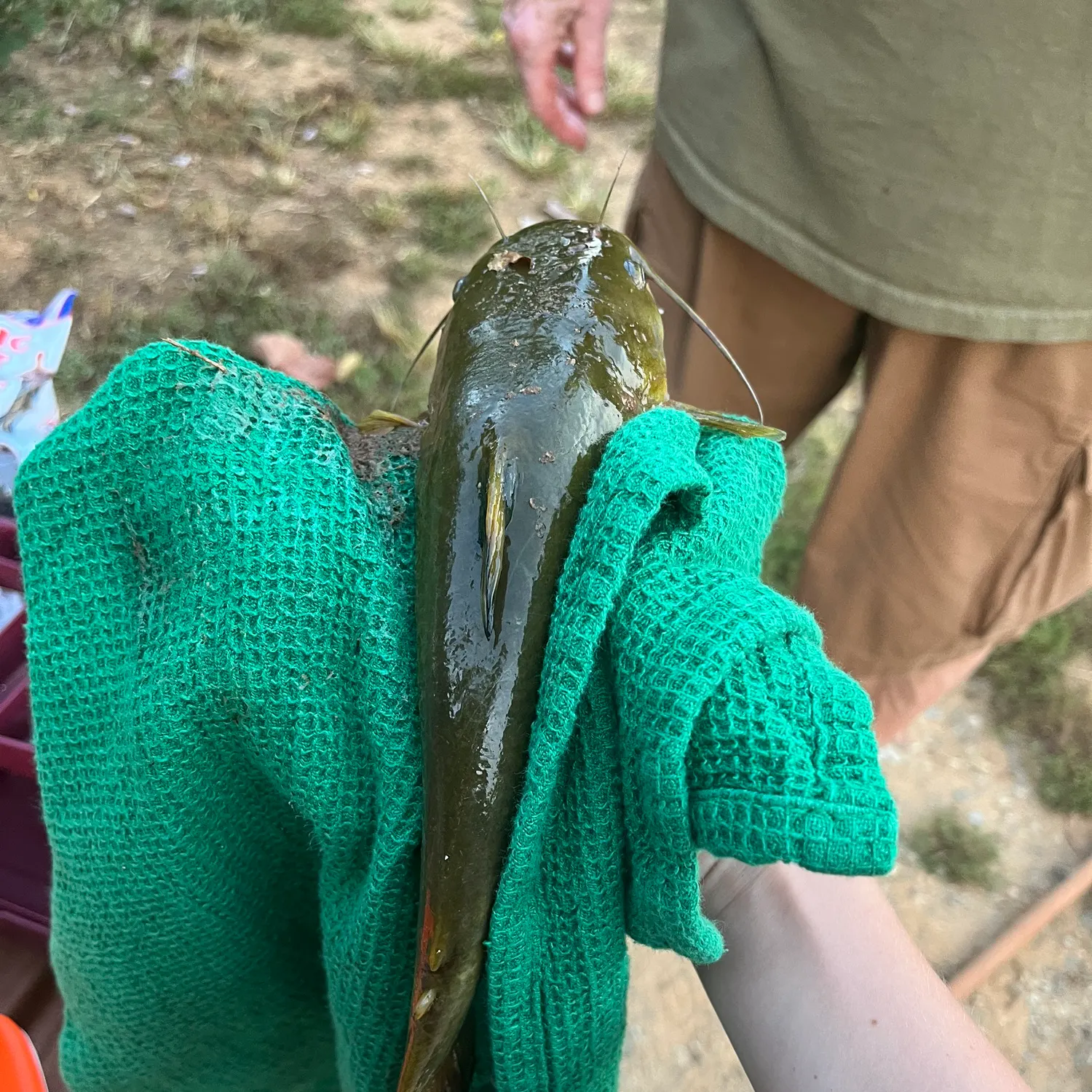 Channel catfish caught on Fishbrain