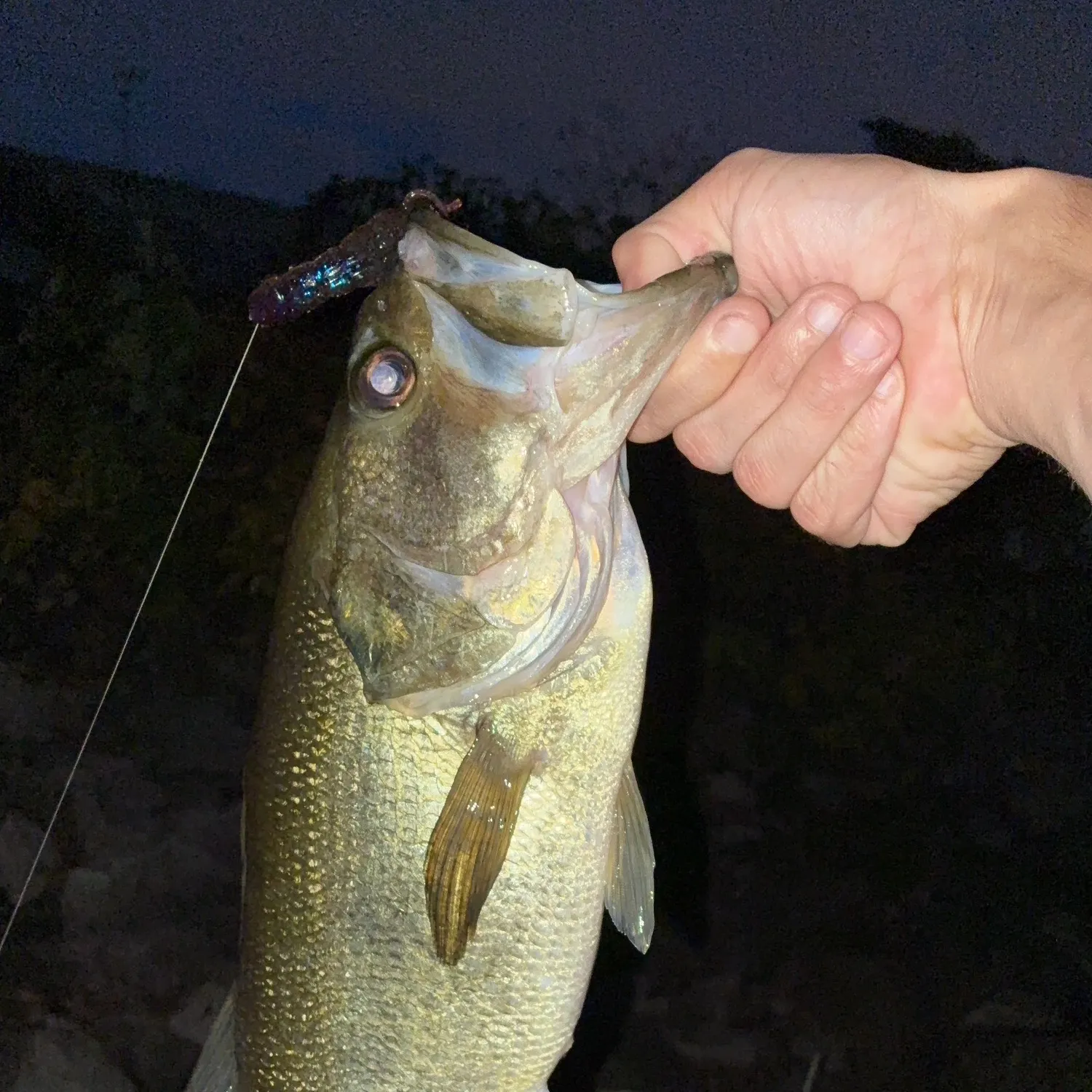 Largemouth bass caught on Fishbrain