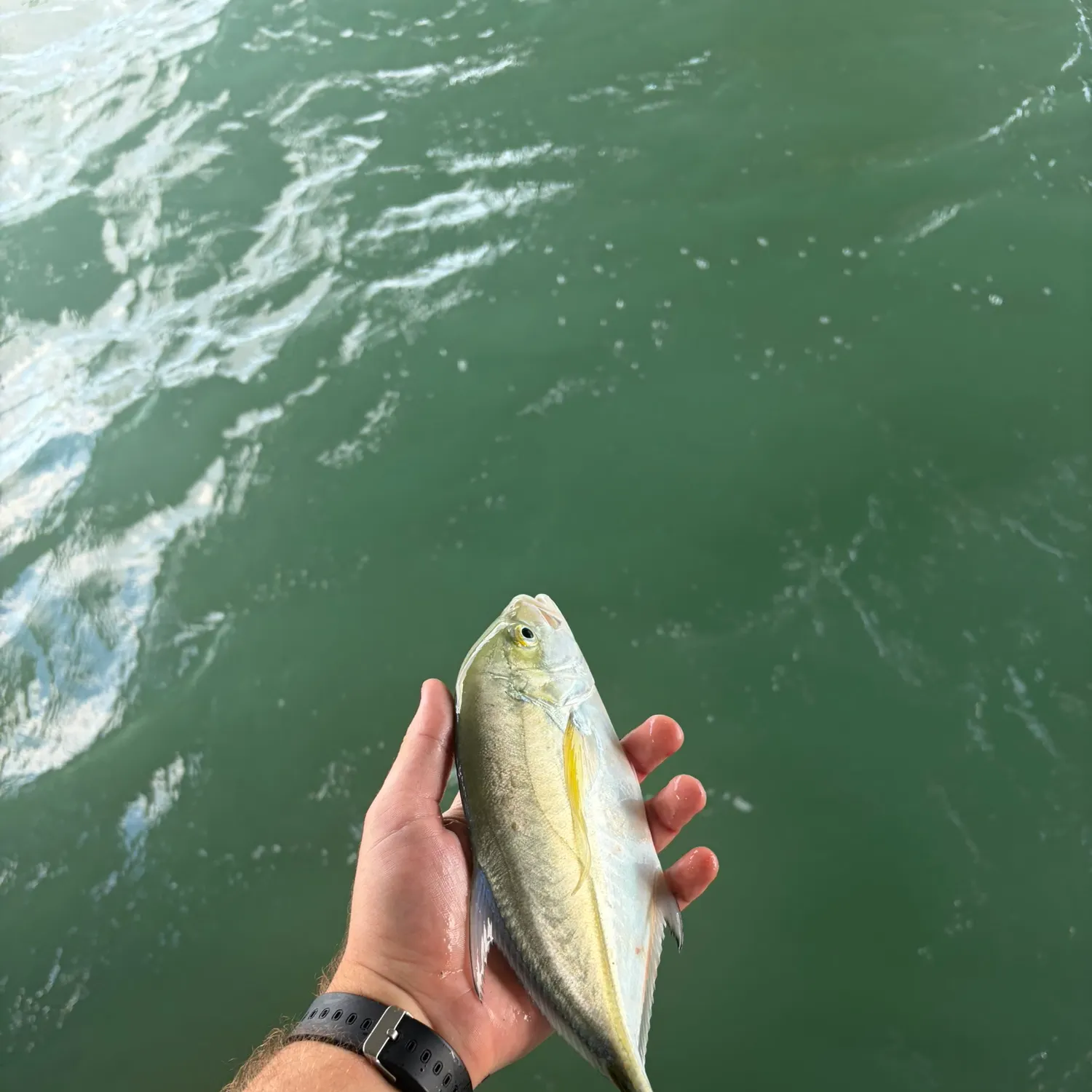 Bluefin trevally caught on Fishbrain