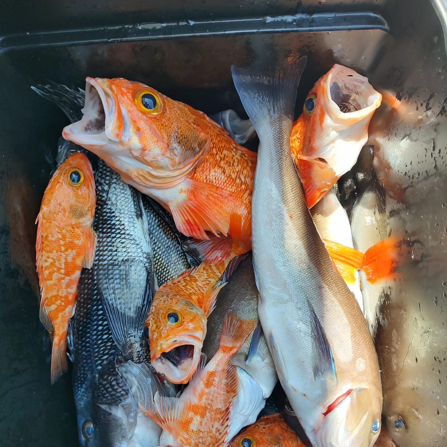 The most recent Blackbelly rosefish catches on Fishbrain