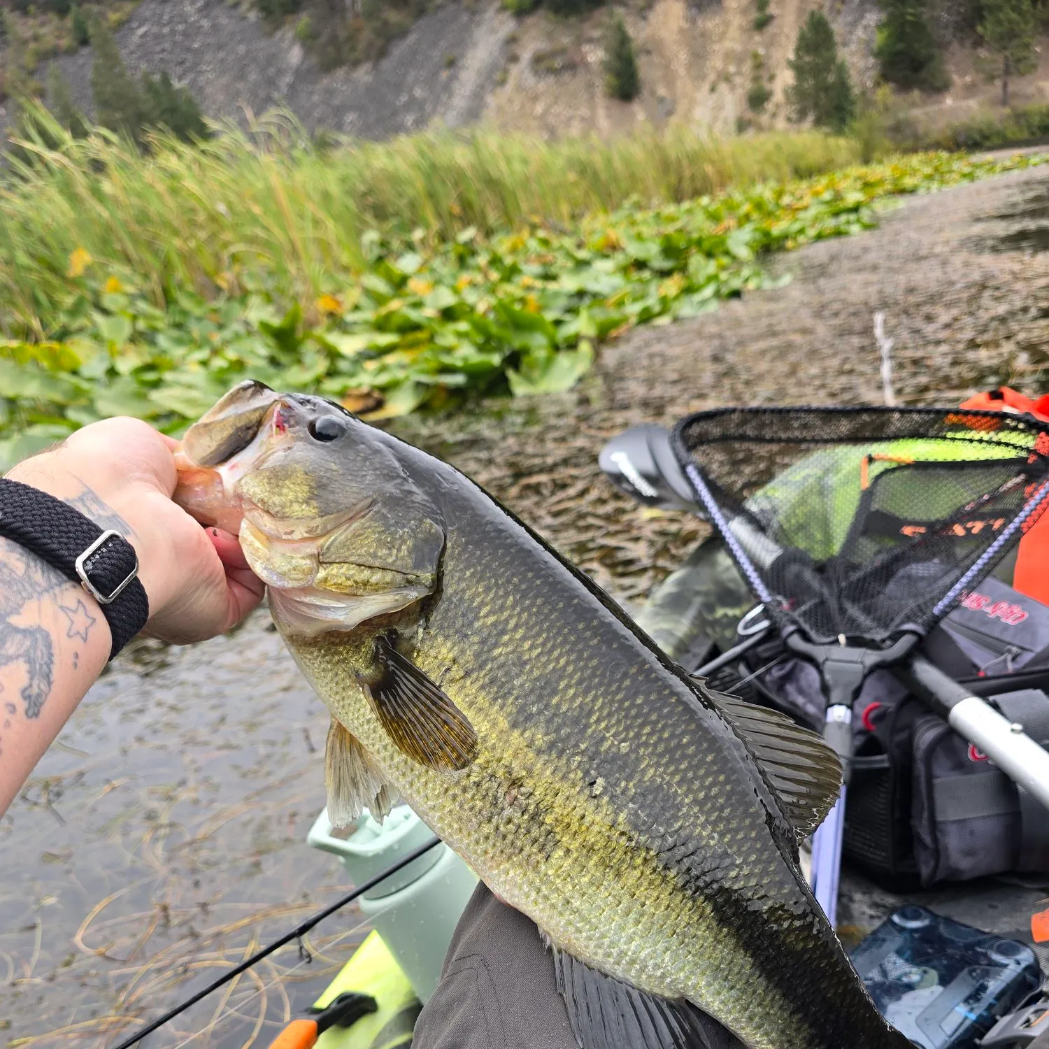 Largemouth bass caught on Fishbrain