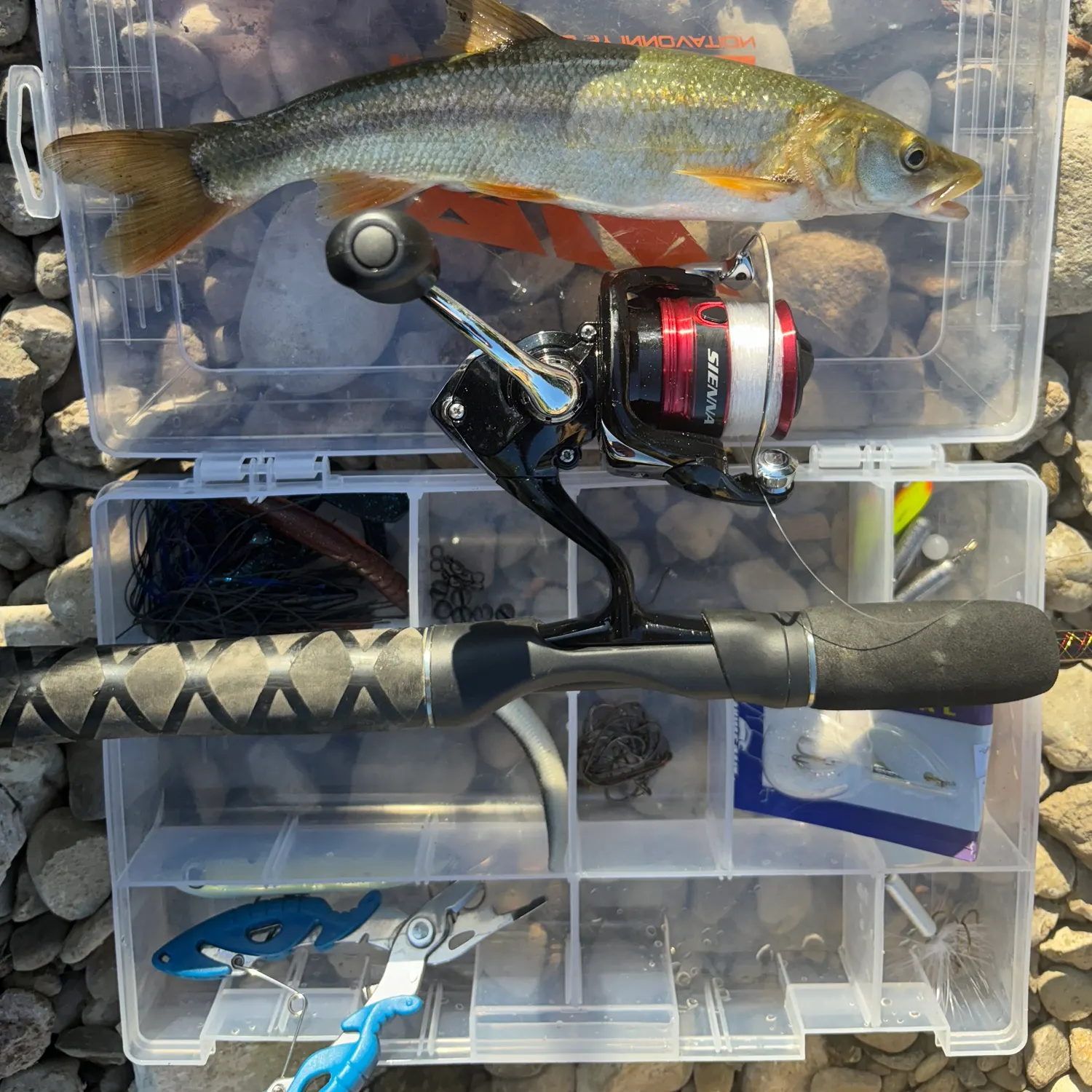 The most recent Sacramento pikeminnow catches on Fishbrain