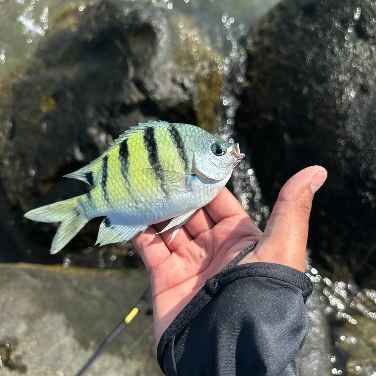 Abudefduf concolor caught on Fishbrain